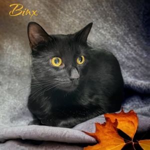 Binx