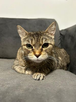 Miracle, Senior Female Domestic Short Hair