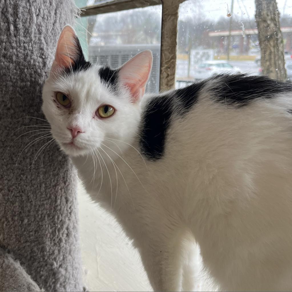 Bliss, an adoptable Domestic Short Hair in Mount Juliet, TN, 37122 | Photo Image 1