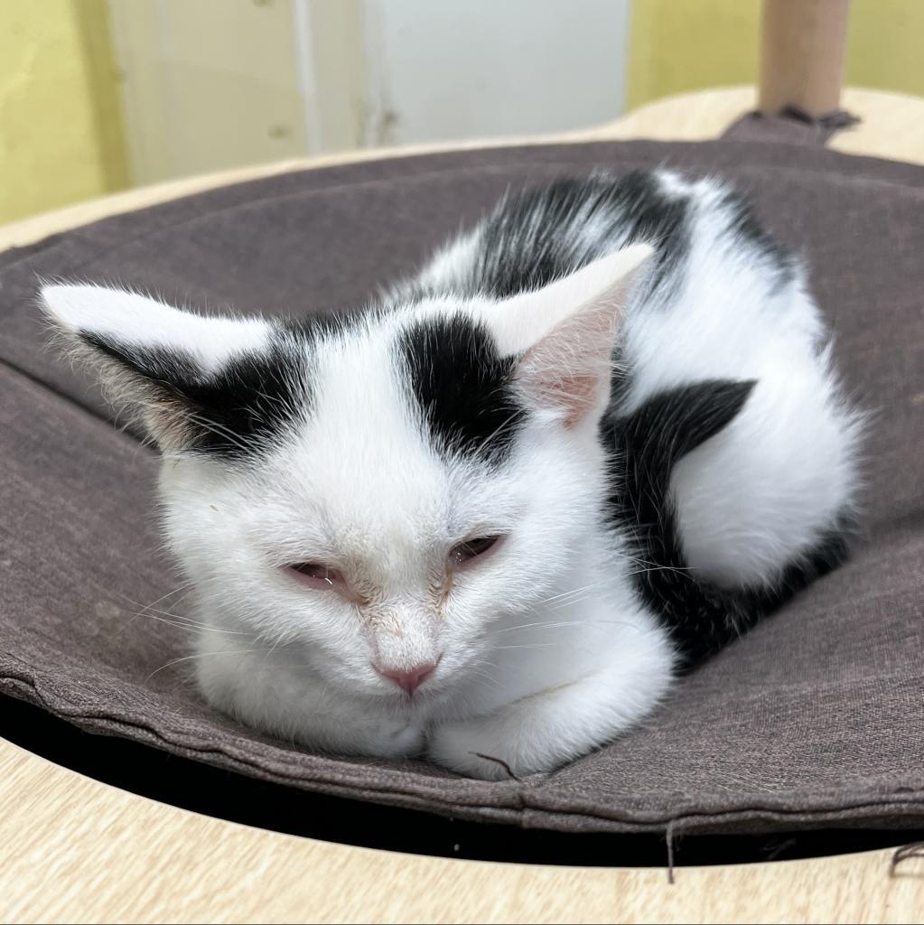 Bliss, an adoptable Domestic Short Hair in Mount Juliet, TN, 37122 | Photo Image 2