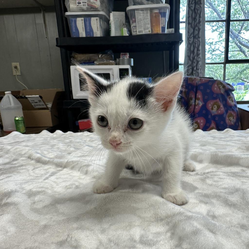 Bliss, an adoptable Domestic Short Hair in Mount Juliet, TN, 37122 | Photo Image 4
