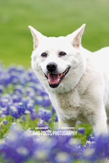 Jolly Jinny Jinsook - DIAMOND DOG, an adoptable Jindo, Shiba Inu in McKinney, TX, 75070 | Photo Image 1