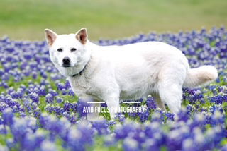 Jolly Jinny Jinsook - DIAMOND DOG, an adoptable Jindo, Shiba Inu in McKinney, TX, 75070 | Photo Image 2