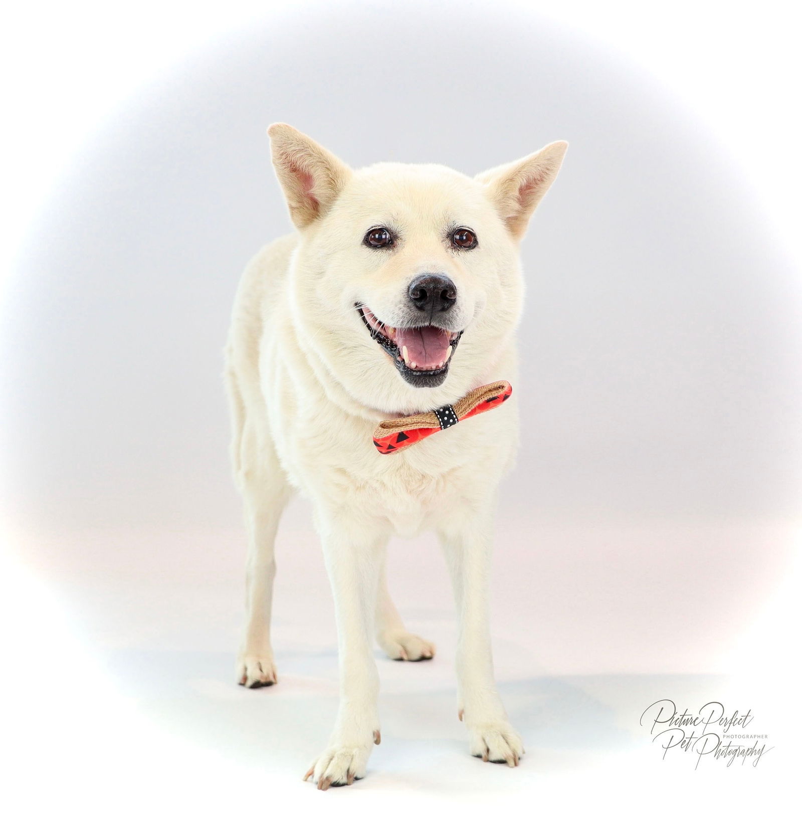 Jolly Jinny Jinsook - DIAMOND DOG, an adoptable Jindo, Shiba Inu in McKinney, TX, 75070 | Photo Image 3