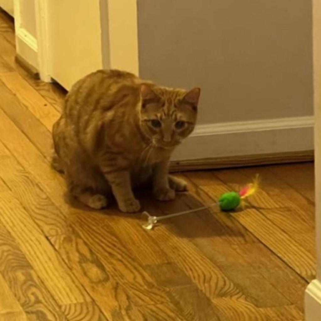 Gyro - MISSING, an adoptable Domestic Short Hair in Lynchburg, VA, 24502 | Photo Image 1