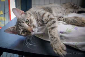 Hello fellow feline lovers Im Suki a beloved Torbi ready to fil your home with my adoration I h