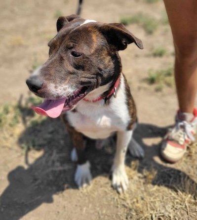 Sully, an adoptable Terrier in Yreka, CA, 96097 | Photo Image 1