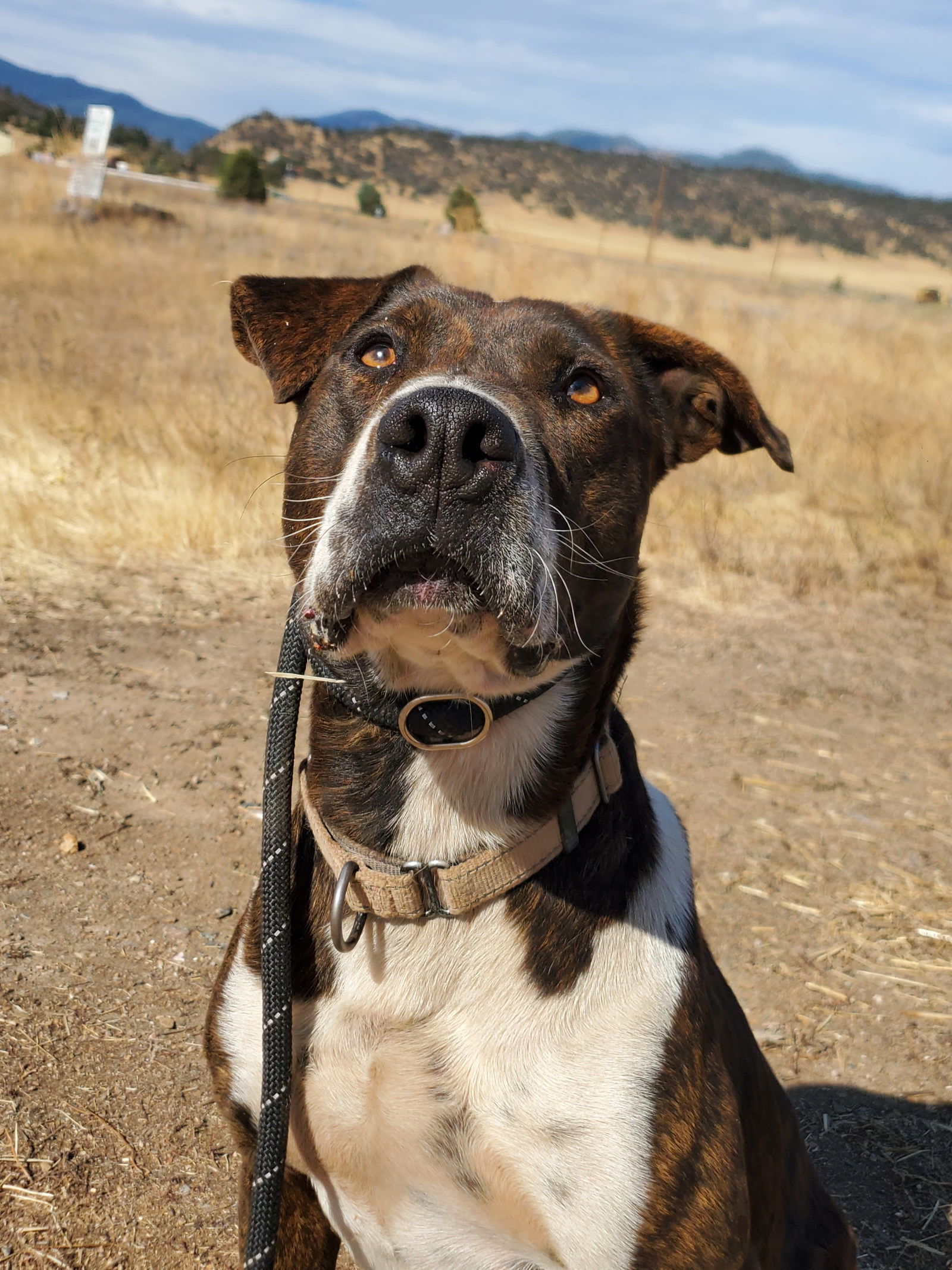 Sully, an adoptable Australian Cattle Dog / Blue Heeler, Pit Bull Terrier in Yreka, CA, 96097 | Photo Image 1