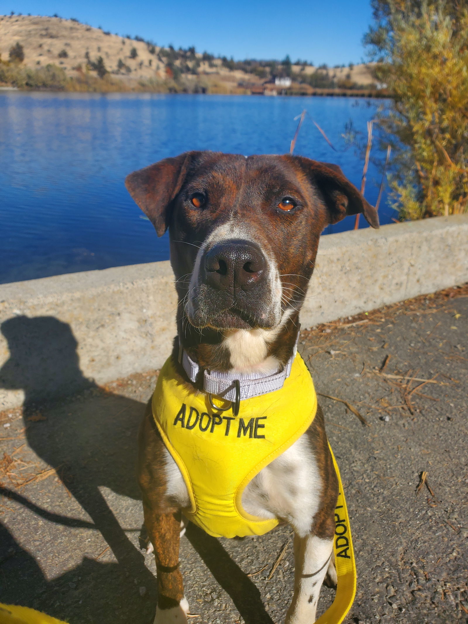 Sully, an adoptable Australian Cattle Dog / Blue Heeler, Pit Bull Terrier in Yreka, CA, 96097 | Photo Image 1