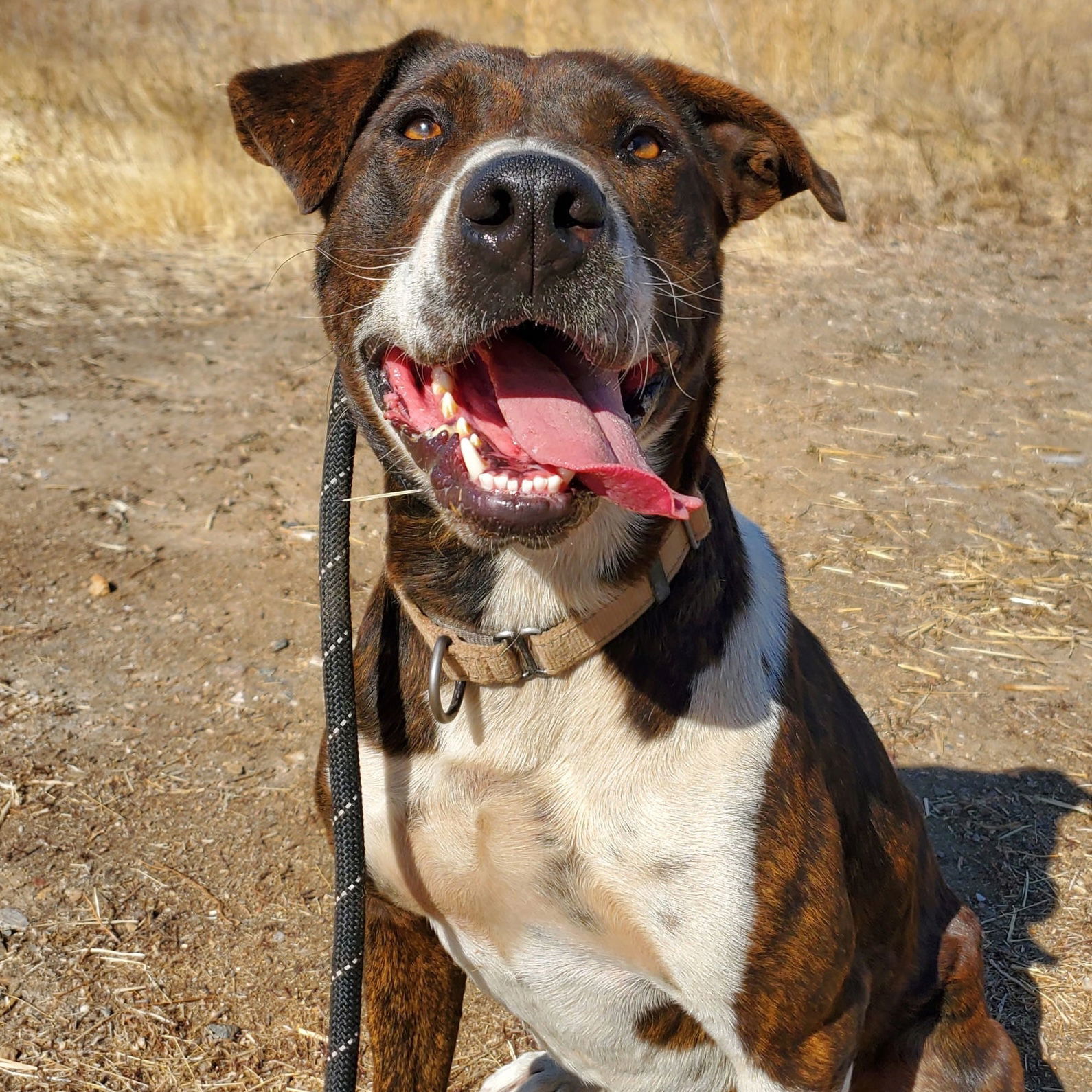 Sully, an adoptable Australian Cattle Dog / Blue Heeler, Pit Bull Terrier in Yreka, CA, 96097 | Photo Image 1