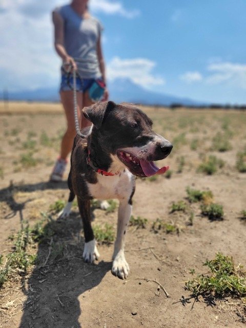Sully, an adoptable Terrier in Yreka, CA, 96097 | Photo Image 2
