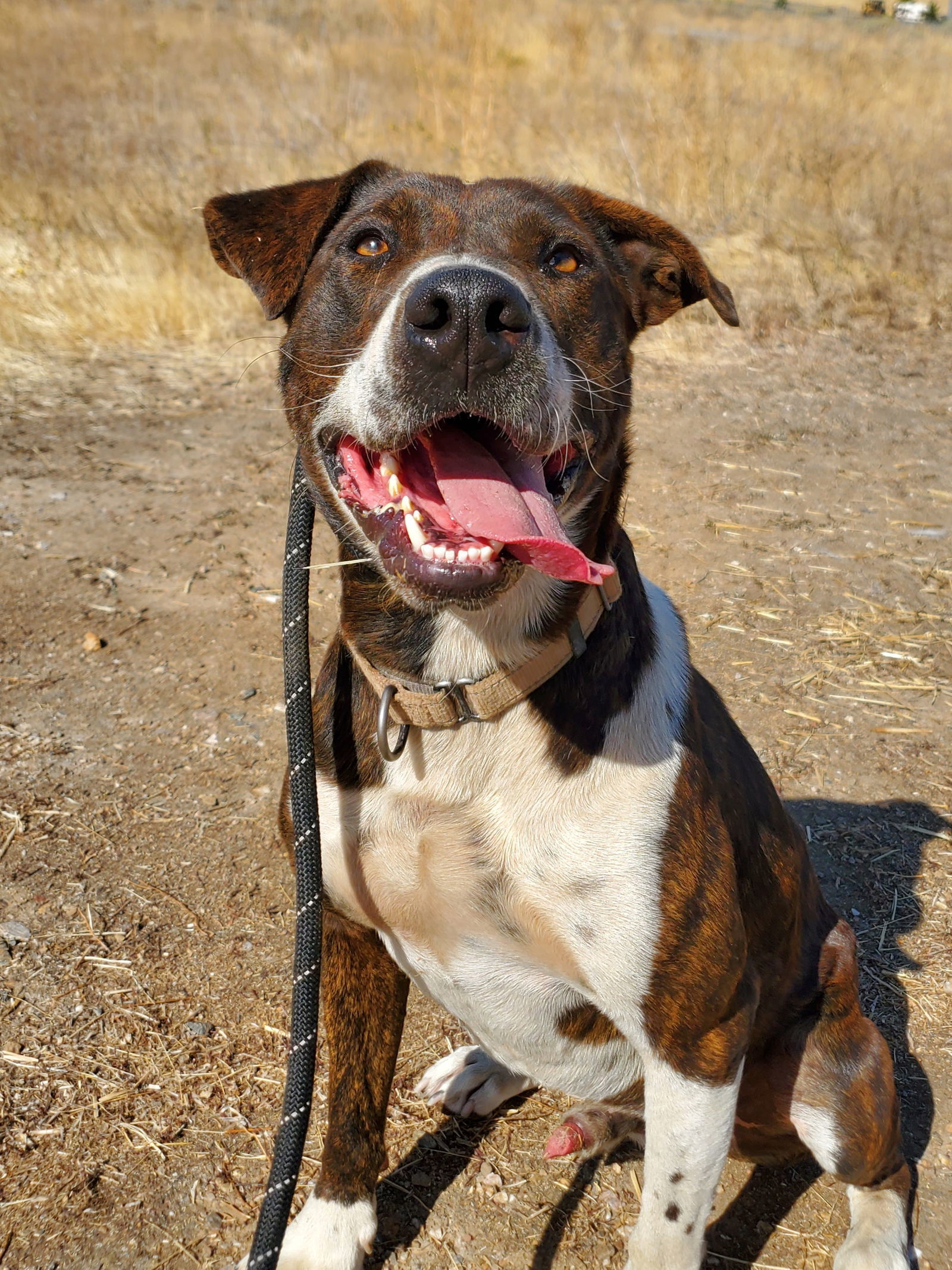 Sully, an adoptable Australian Cattle Dog / Blue Heeler, Pit Bull Terrier in Yreka, CA, 96097 | Photo Image 2