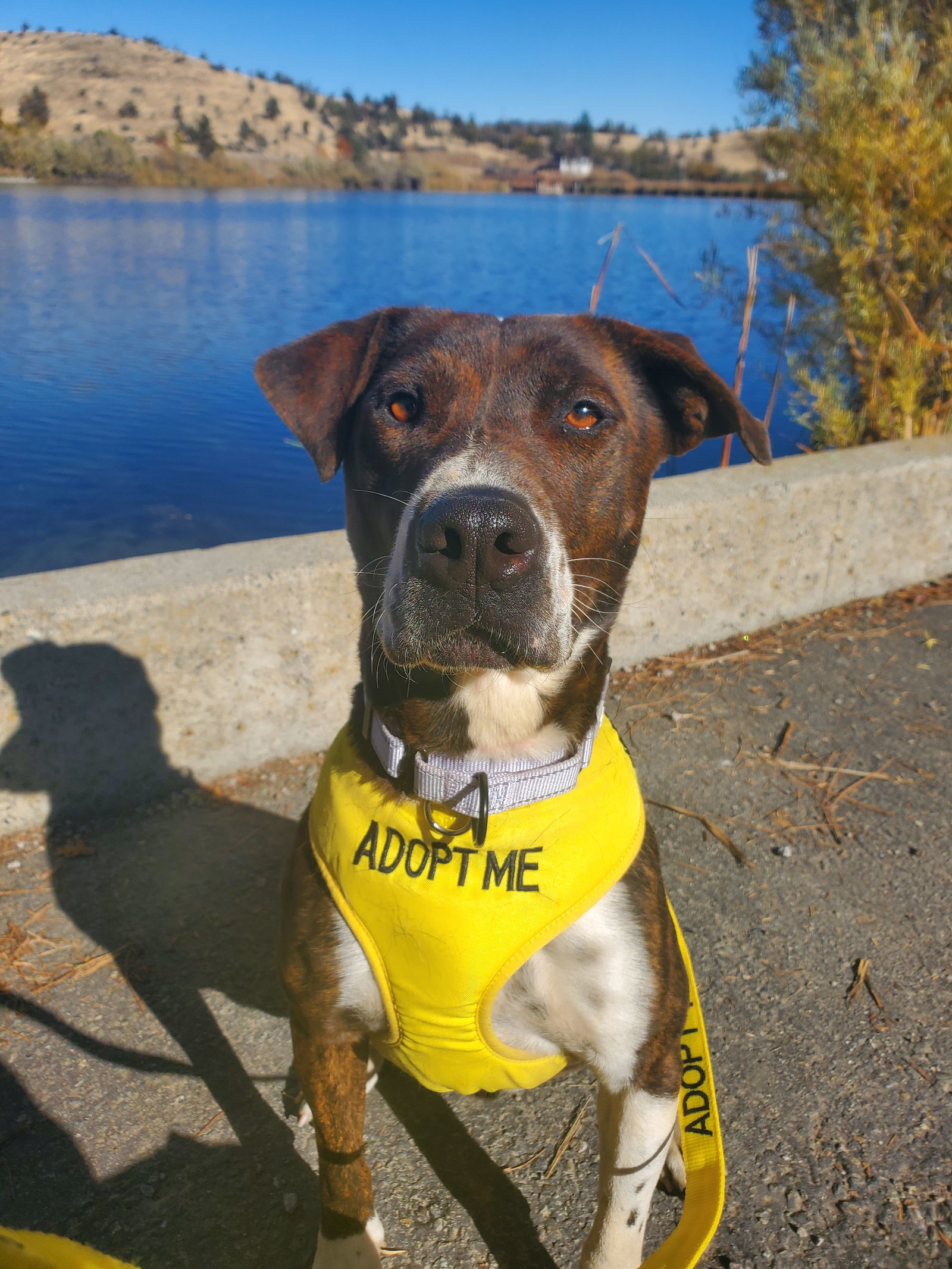 Sully, an adoptable Australian Cattle Dog / Blue Heeler, Pit Bull Terrier in Yreka, CA, 96097 | Photo Image 2