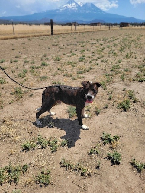 Sully, an adoptable Terrier in Yreka, CA, 96097 | Photo Image 3