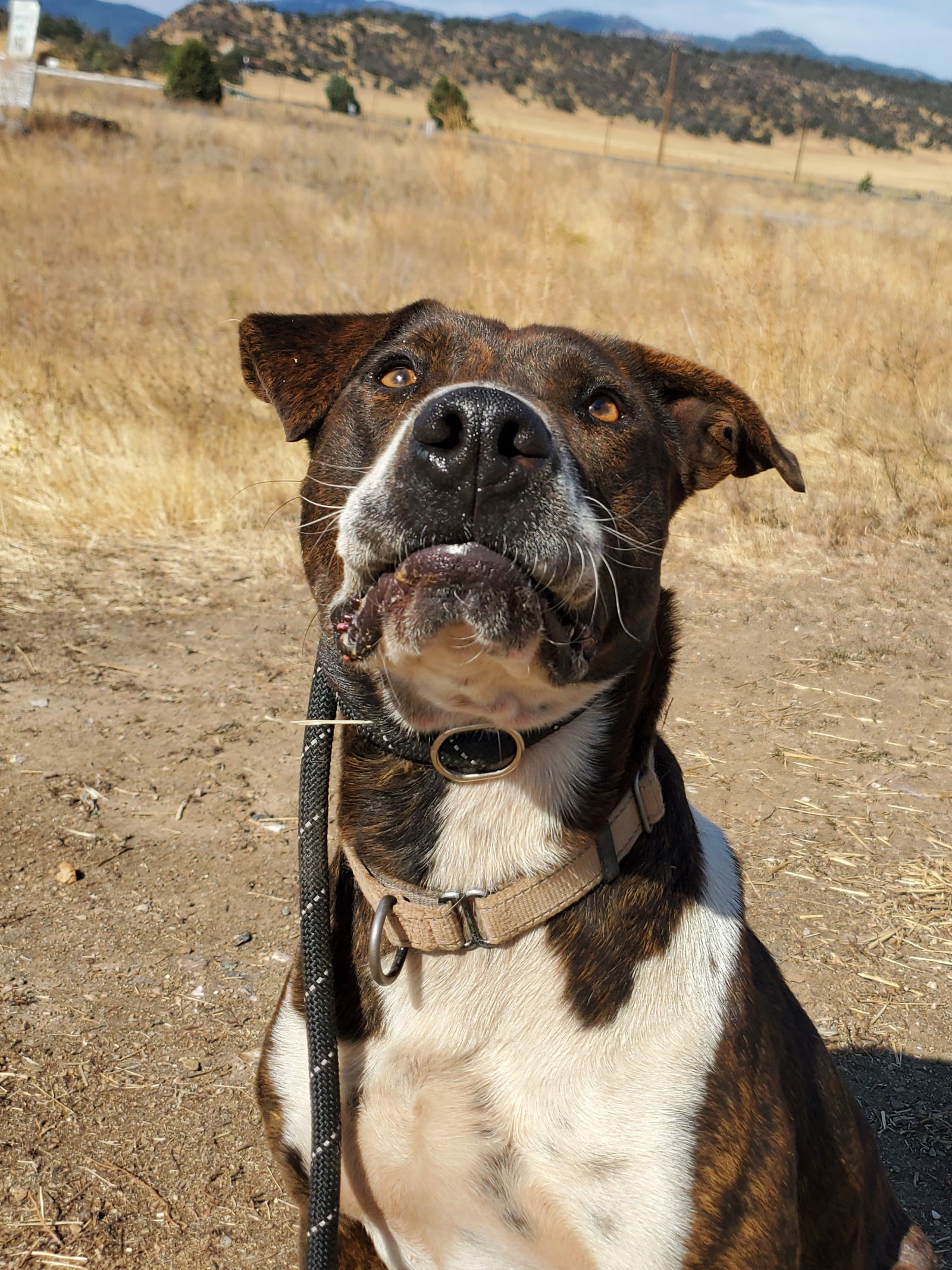 Sully, an adoptable Australian Cattle Dog / Blue Heeler, Pit Bull Terrier in Yreka, CA, 96097 | Photo Image 3