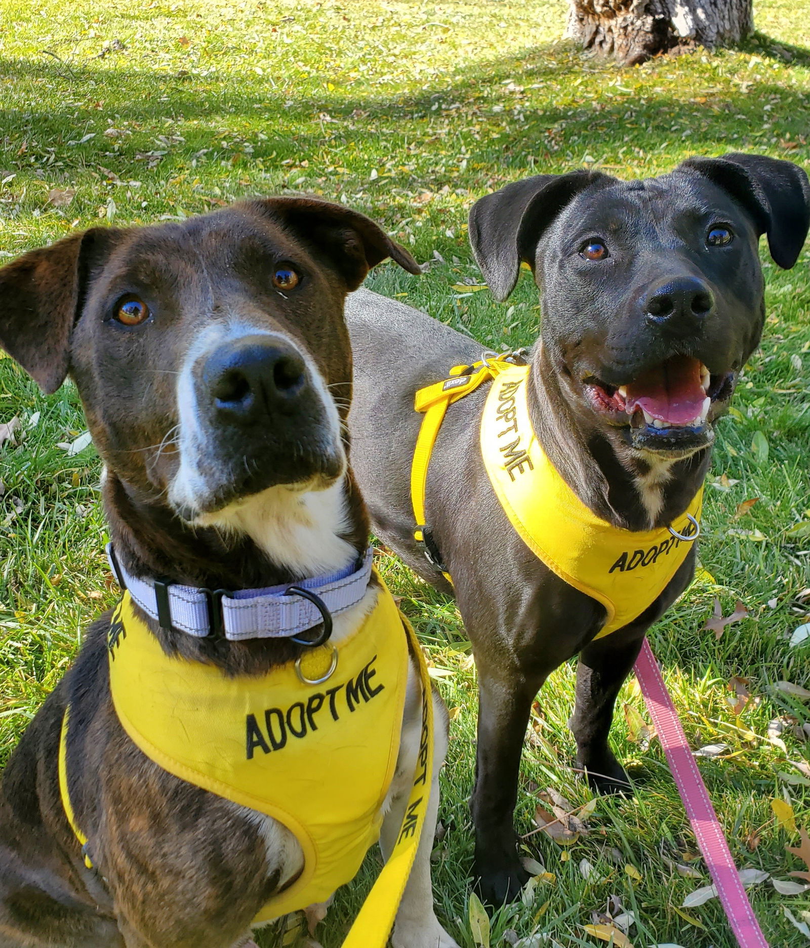 Sully, an adoptable Australian Cattle Dog / Blue Heeler, Pit Bull Terrier in Yreka, CA, 96097 | Photo Image 3