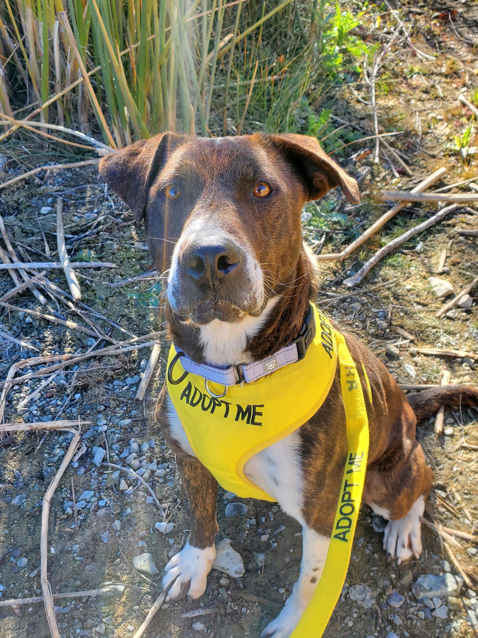 Sully, an adoptable Australian Cattle Dog / Blue Heeler, Pit Bull Terrier in Yreka, CA, 96097 | Photo Image 3