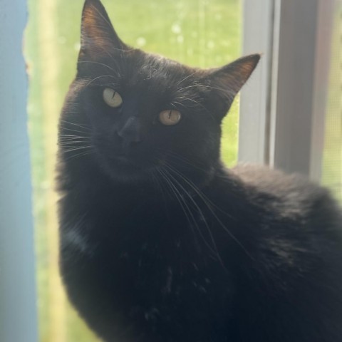 Ebony, an adoptable Domestic Medium Hair in Milford, IA, 51351 | Photo Image 1