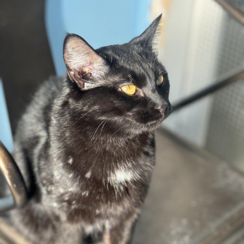 Ebony, an adoptable Domestic Medium Hair in Milford, IA, 51351 | Photo Image 2