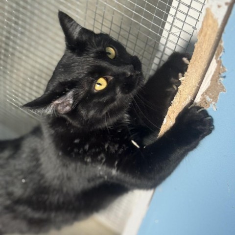 Ebony, an adoptable Domestic Medium Hair in Milford, IA, 51351 | Photo Image 3