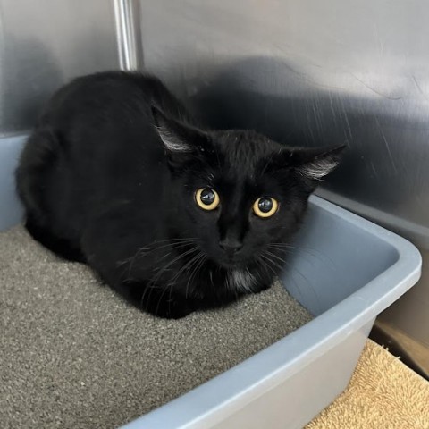 Ebony, an adoptable Domestic Medium Hair in Milford, IA, 51351 | Photo Image 4