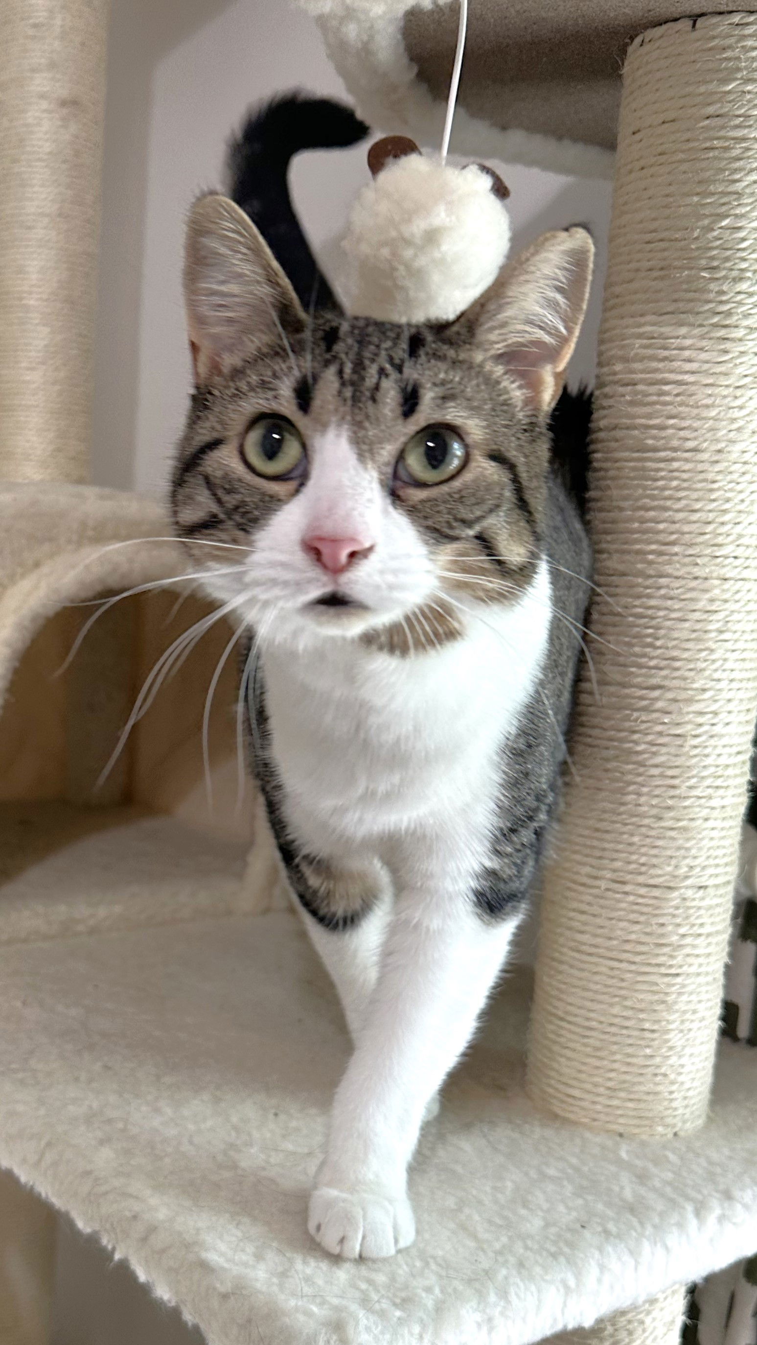 Feta, an adoptable Domestic Short Hair in Shawnee, KS, 66226 | Photo Image 1