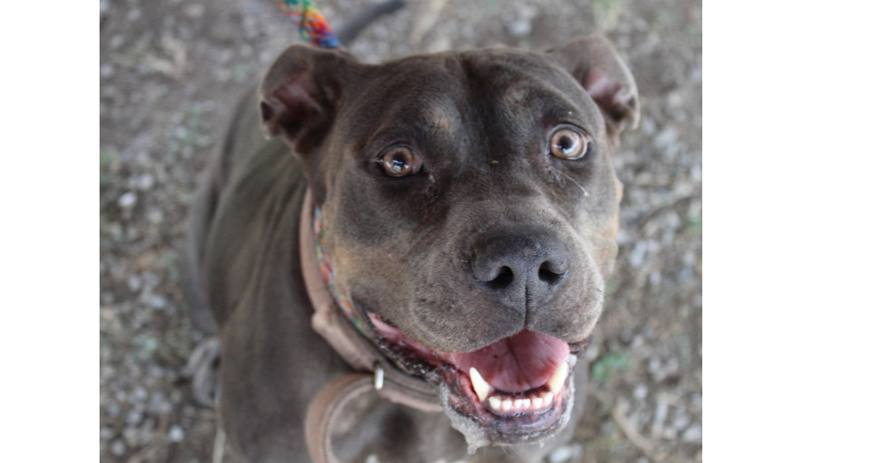 Crystal, an adoptable Mixed Breed in Scott, LA, 70583 | Photo Image 2