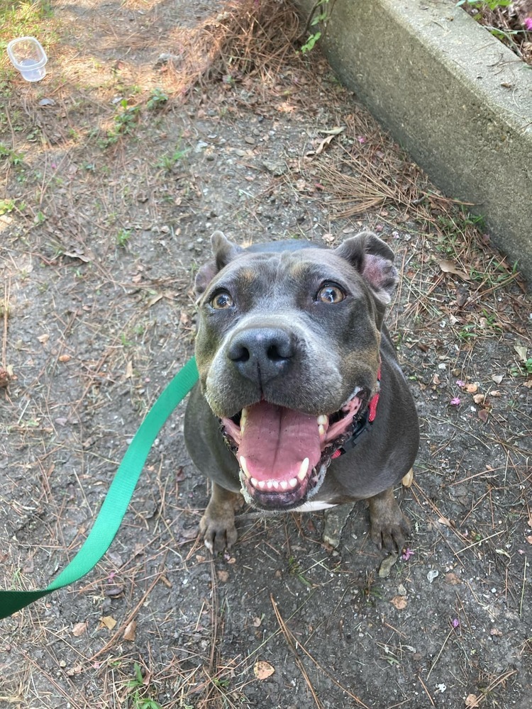 Crystal, an adoptable Mixed Breed in Scott, LA, 70583 | Photo Image 3