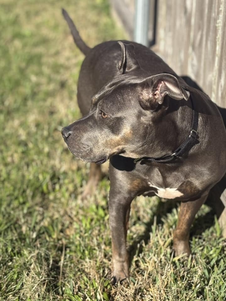 Crystal, an adoptable Mixed Breed in Scott, LA, 70583 | Photo Image 3