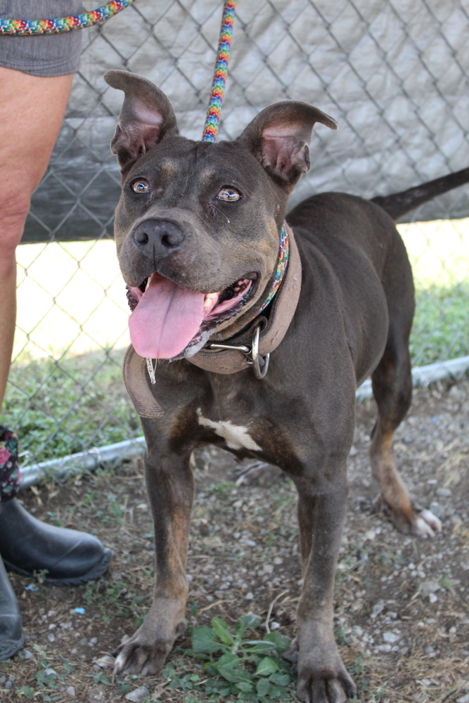 Crystal, an adoptable Mixed Breed in Scott, LA, 70583 | Photo Image 4