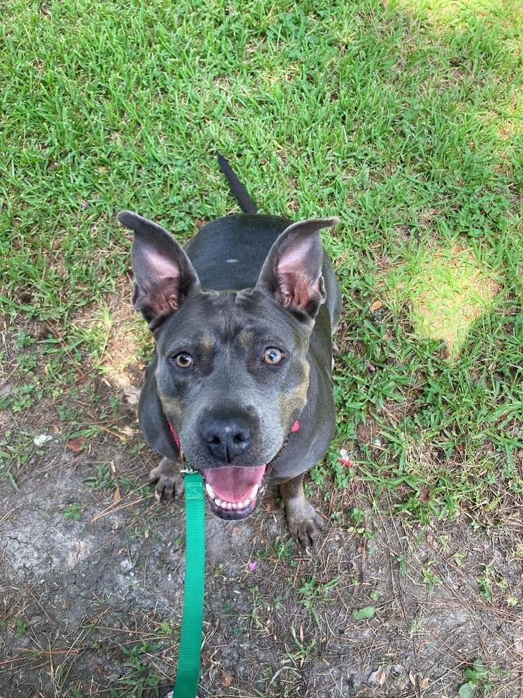 Crystal, an adoptable Mixed Breed in Scott, LA, 70583 | Photo Image 5