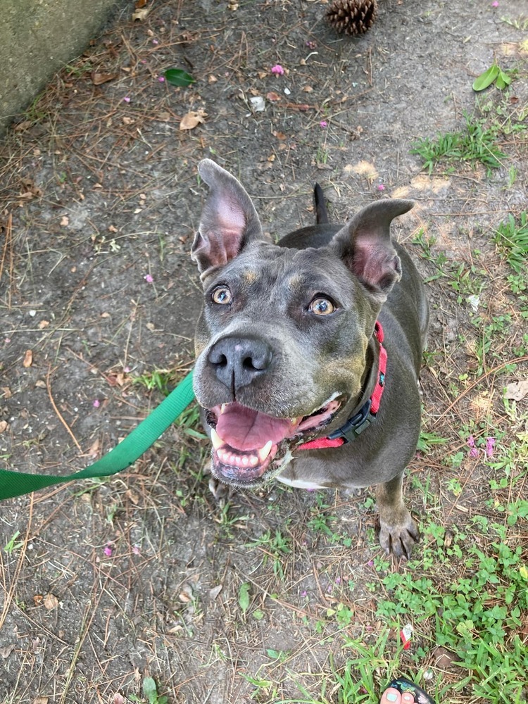 Crystal, an adoptable Mixed Breed in Scott, LA, 70583 | Photo Image 5