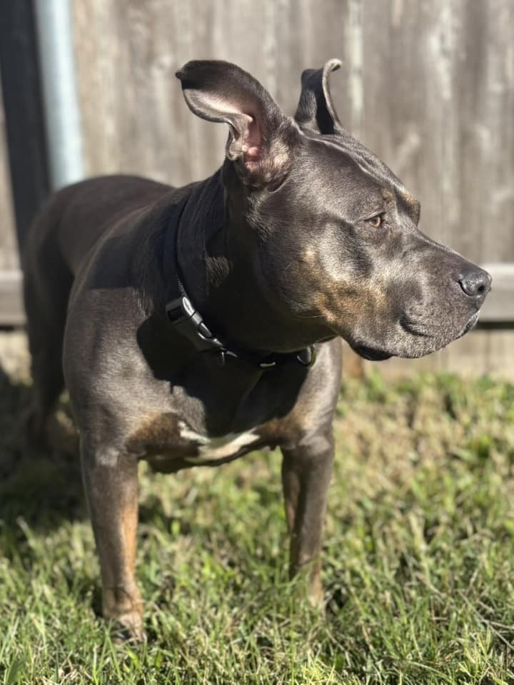 Crystal, an adoptable Mixed Breed in Scott, LA, 70583 | Photo Image 6