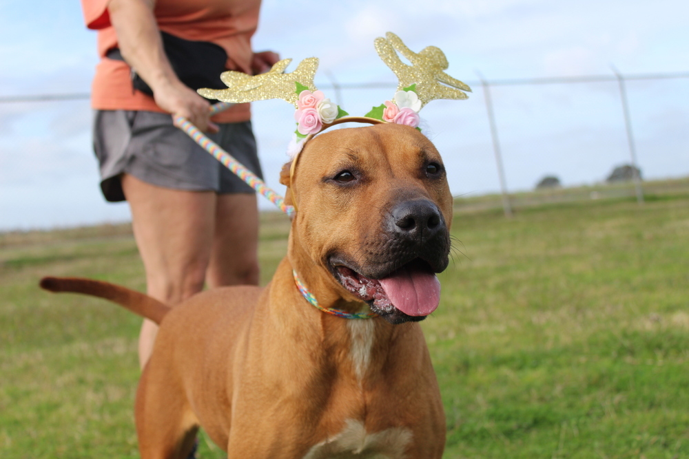 Ruby, an adoptable Mixed Breed in Scott, LA, 70583 | Photo Image 1