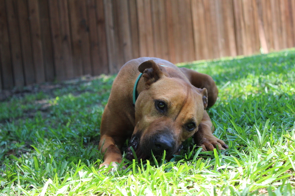 Ruby, an adoptable Mixed Breed in Scott, LA, 70583 | Photo Image 2