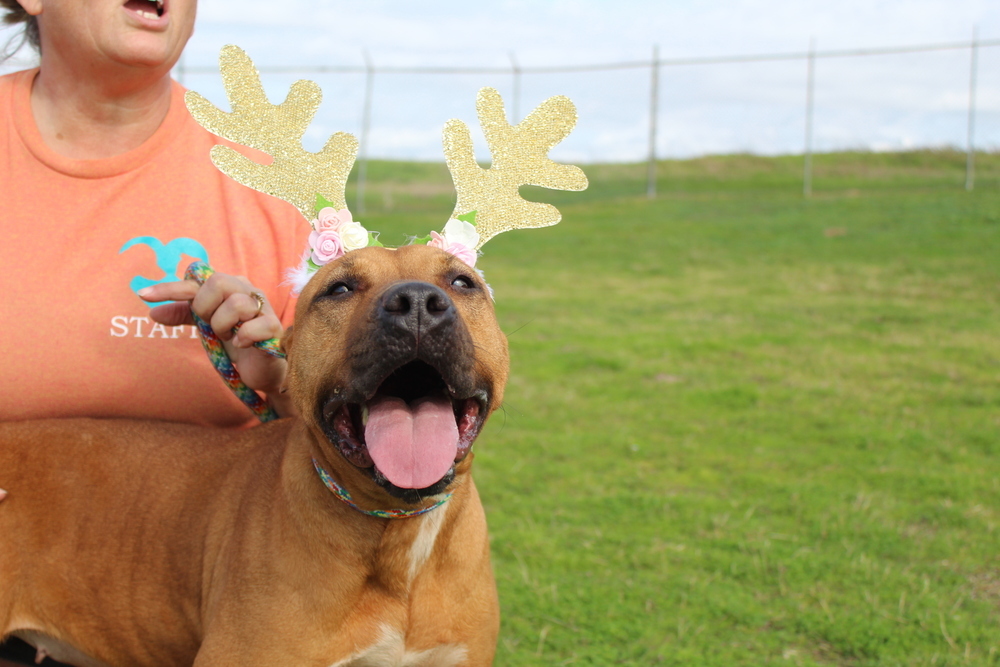 Ruby, an adoptable Mixed Breed in Scott, LA, 70583 | Photo Image 3