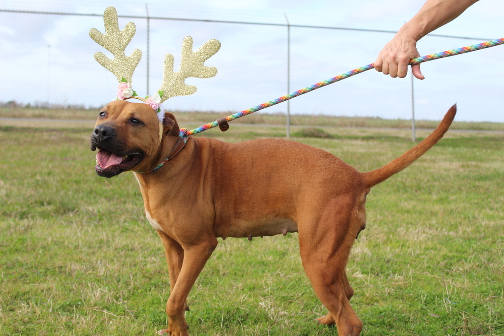 Ruby, an adoptable Mixed Breed in Scott, LA, 70583 | Photo Image 4