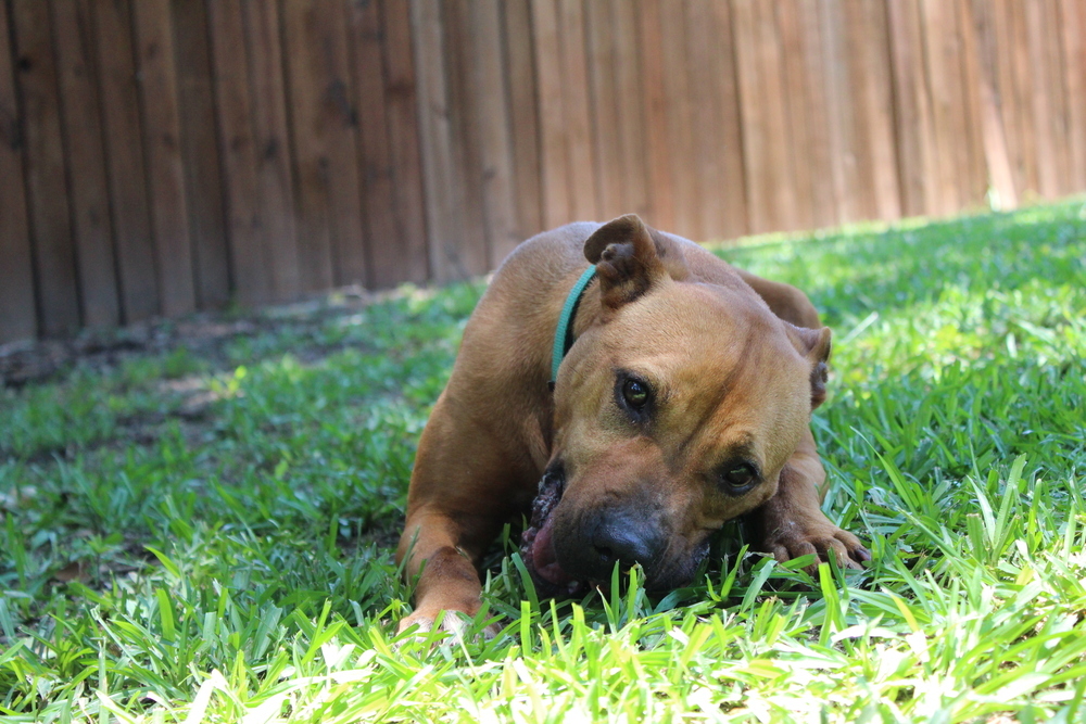 Ruby, an adoptable Mixed Breed in Scott, LA, 70583 | Photo Image 5