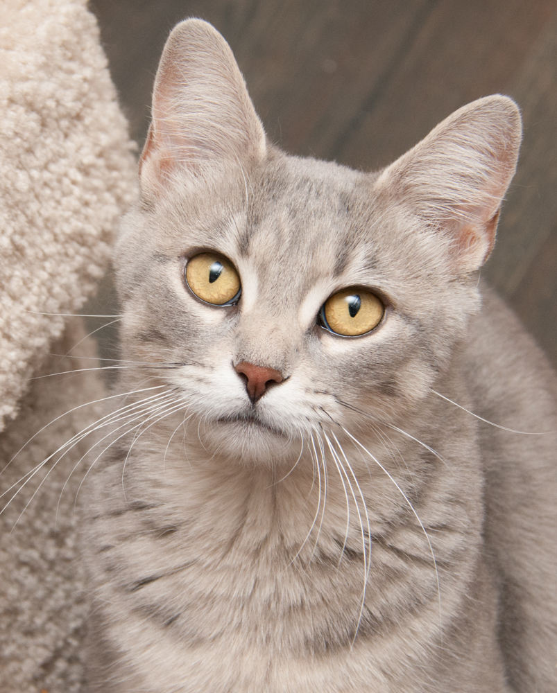 Tabitha, an adoptable Tabby in Westminster, CO, 80031 | Photo Image 1