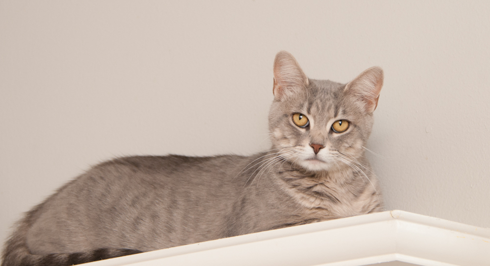 Tabitha, an adoptable Tabby in Westminster, CO, 80031 | Photo Image 2