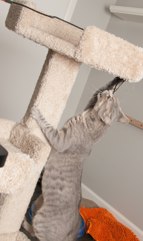 Tabitha, an adoptable Tabby in Westminster, CO, 80031 | Photo Image 3