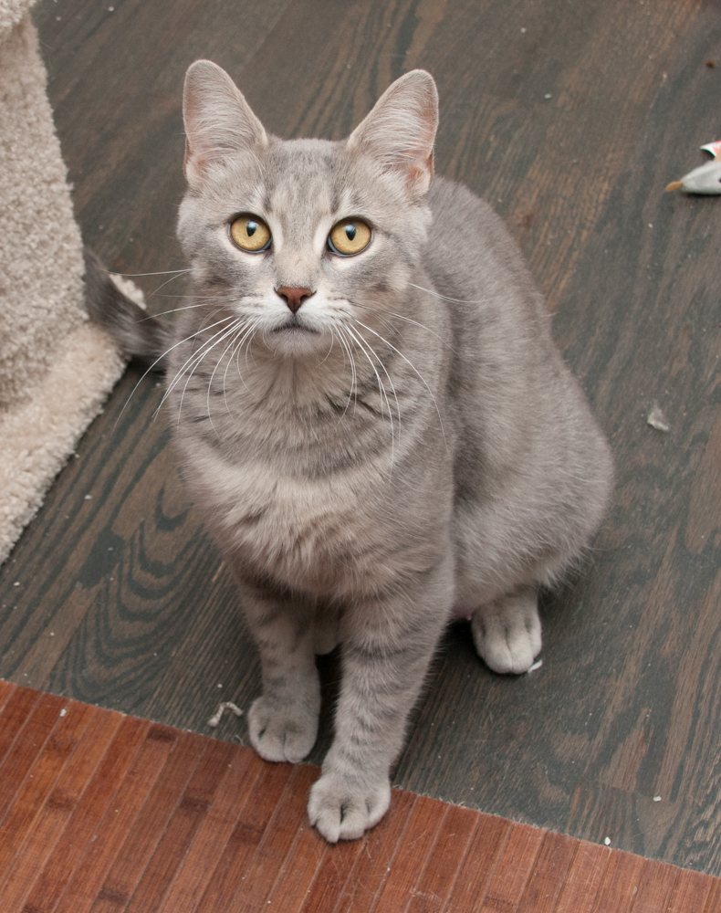 Tabitha, an adoptable Tabby in Westminster, CO, 80031 | Photo Image 4