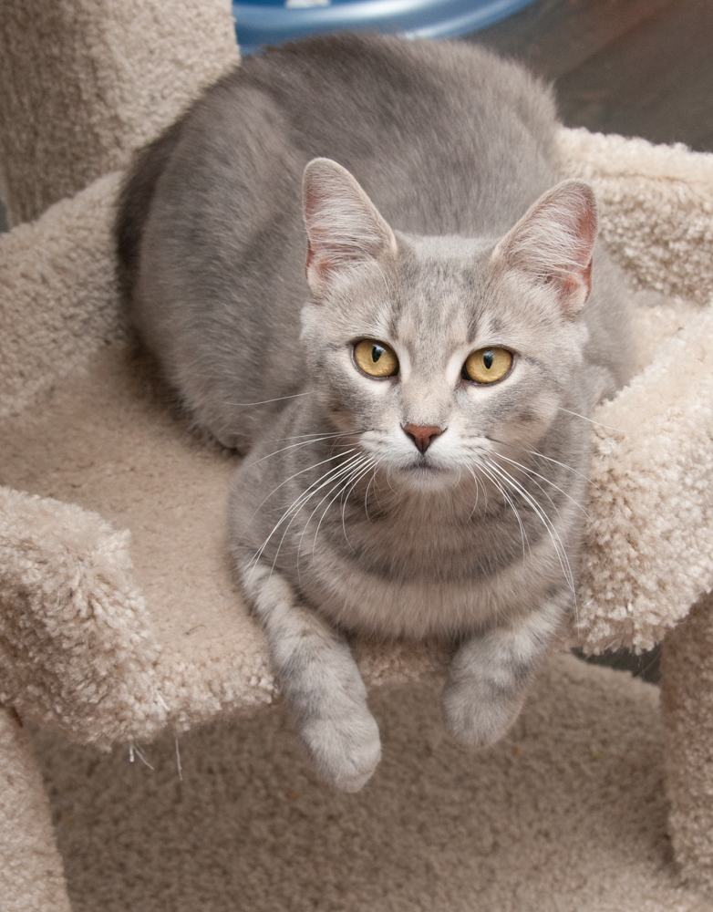 Tabitha, an adoptable Tabby in Westminster, CO, 80031 | Photo Image 5