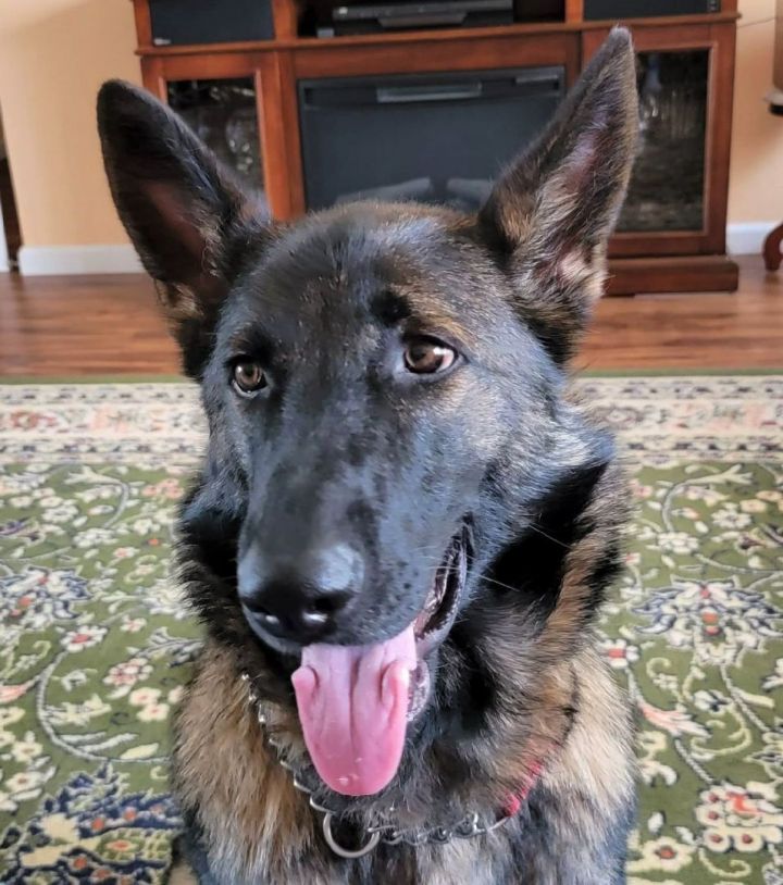 Petfinder store german shepherd