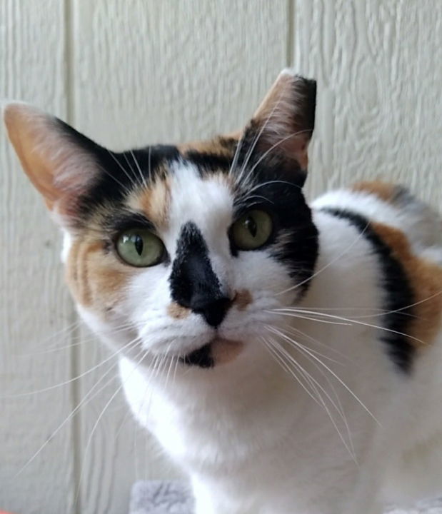 *Jolene, an adoptable Domestic Short Hair in Forest, VA, 24551 | Photo Image 1