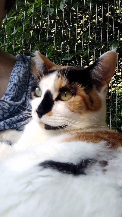 *Jolene, an adoptable Domestic Short Hair in Forest, VA, 24551 | Photo Image 2