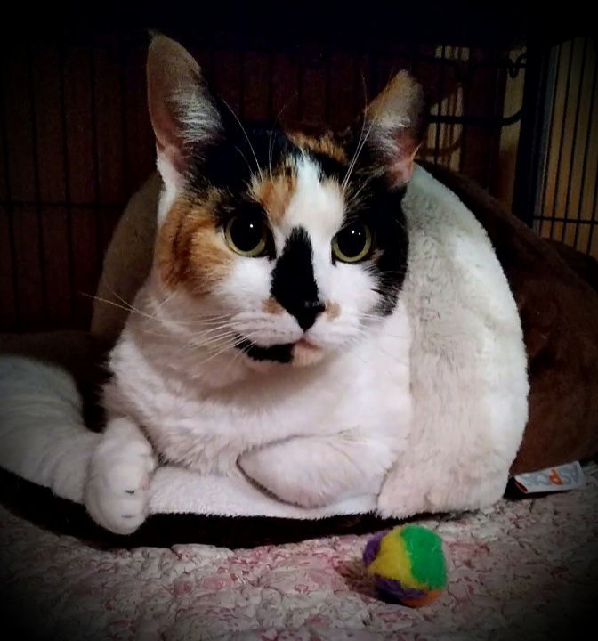 *Jolene, an adoptable Domestic Short Hair in Forest, VA, 24551 | Photo Image 3