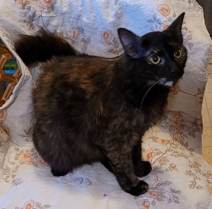 Cat for adoption - Jill, a Tortoiseshell in RIVERSIDE, CA | Petfinder