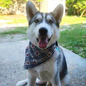 Puppy Bandana Philly 