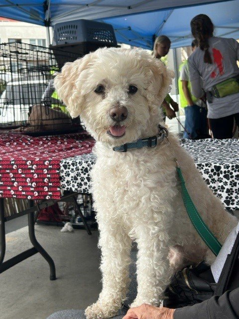 Mickey, an adoptable Poodle in Costa Mesa, CA, 92627 | Photo Image 1